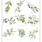 Olives