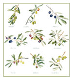 Olives