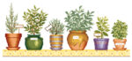 Plantes aromatiques en pot